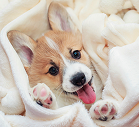 Cozy Blankets