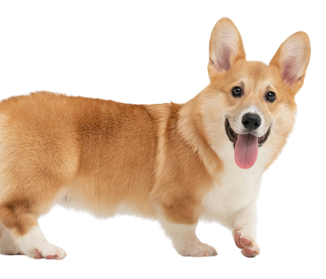 Louie the Corgi