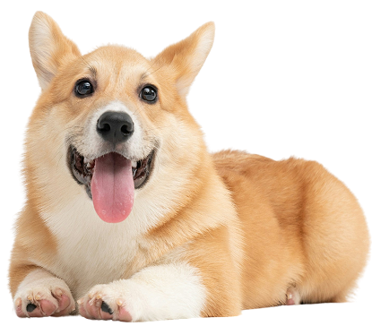 Louie happy