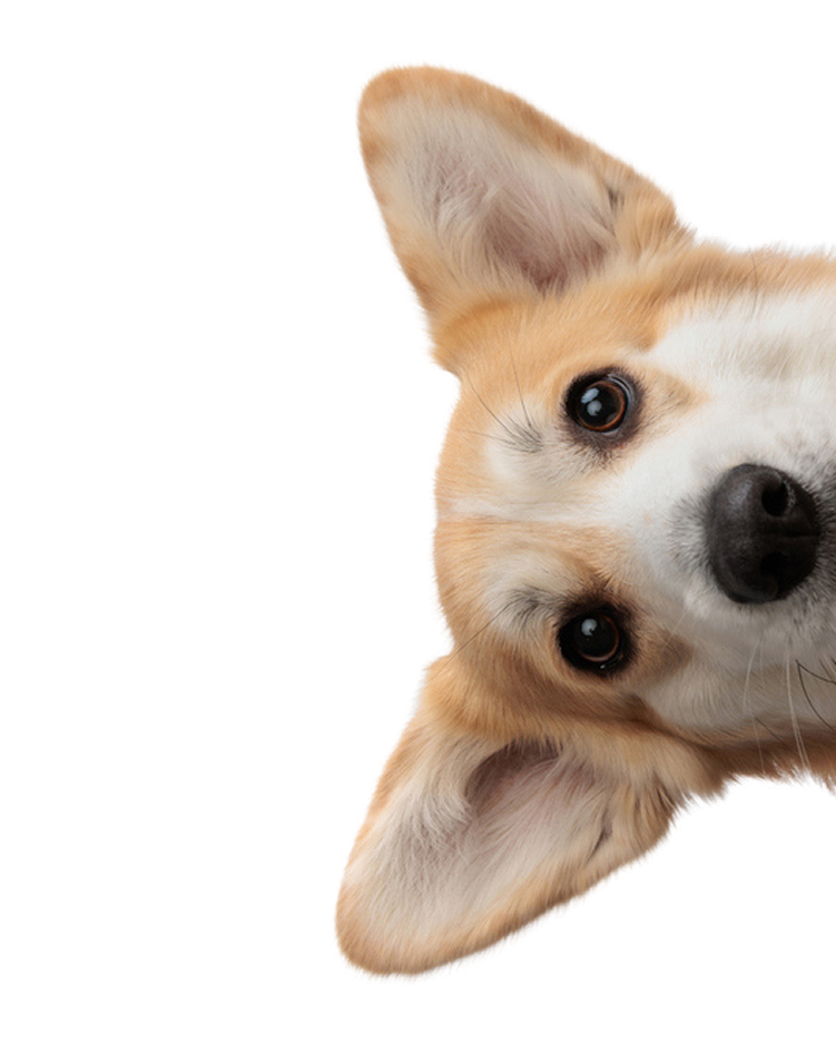 Louie the Corgi peeking