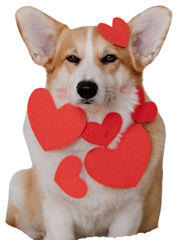 Louie with hearts