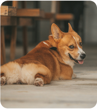 Louie resting