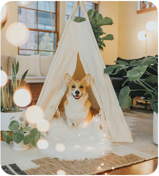 Louie in a tent
